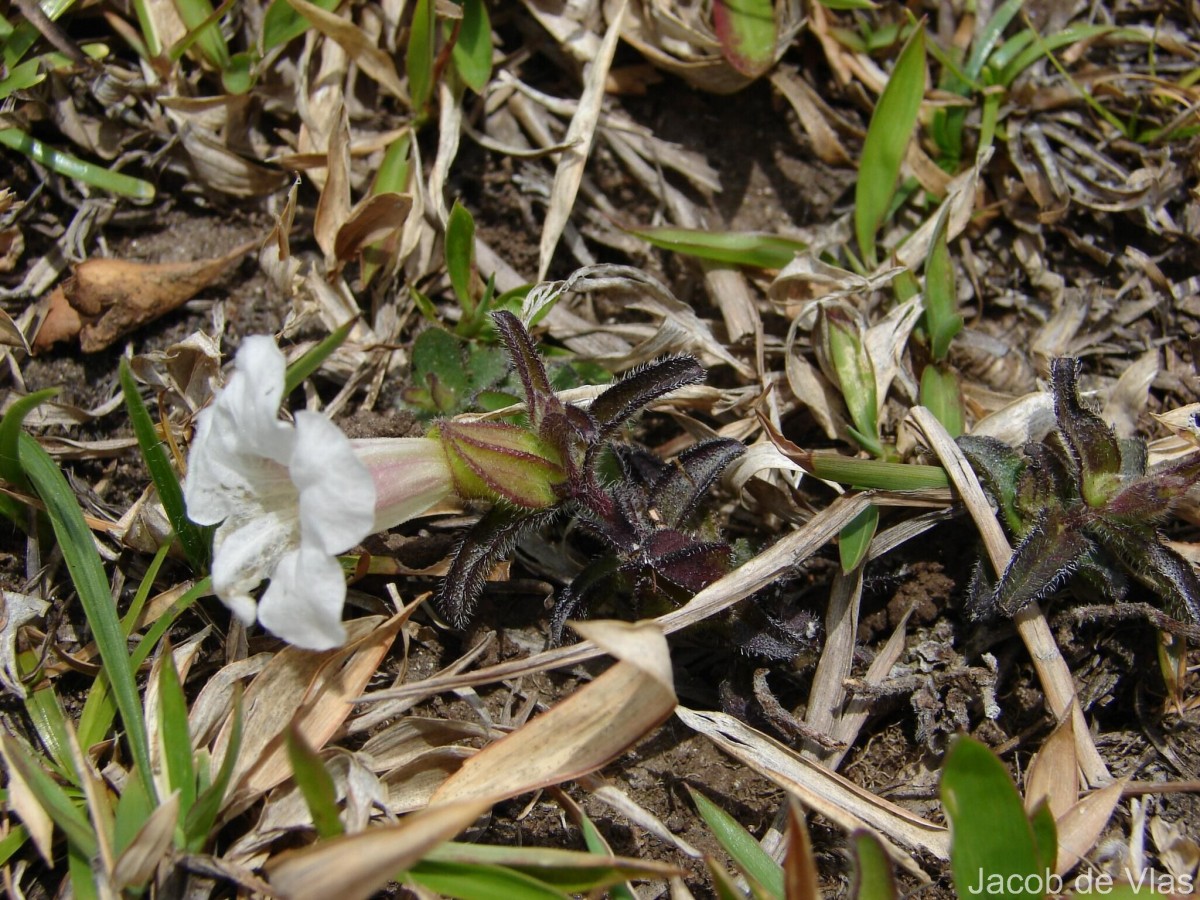 Centranthera indica (L.) Gamble